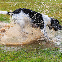 Buy canvas prints of Springers Love a Puddle by Pearl Bucknall