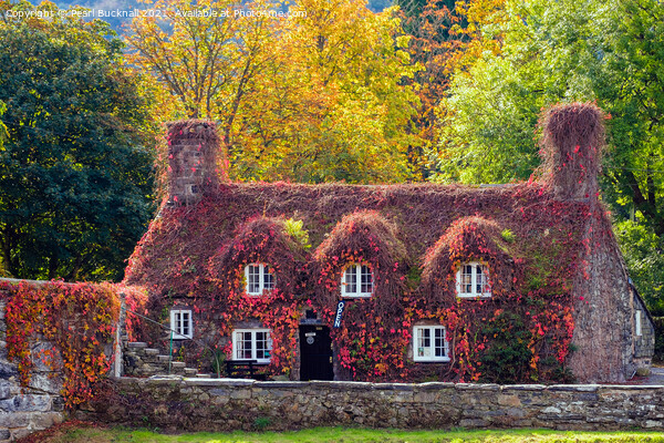 Tu Hwnt i'r Bont Llanrwst Autumn Wales Picture Board by Pearl Bucknall