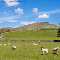 Buy canvas prints of Sheep in Pennine Country Scene in Yorkshire Dales by Pearl Bucknall