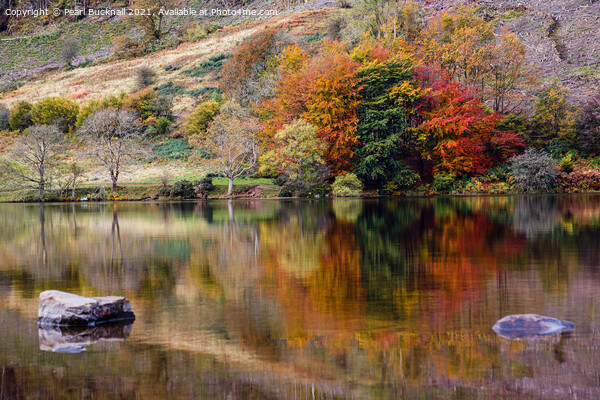 Autumn Reflections in Llyn Geirionydd Lake Picture Board by Pearl Bucknall