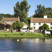 Buy canvas prints of Nun Monkton Village Pond Yorkshire by Pearl Bucknall