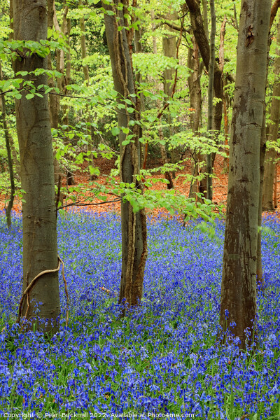 Bluebell Wood with Beech Trees Picture Board by Pearl Bucknall