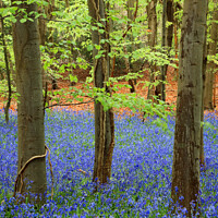 Buy canvas prints of Bluebell Wood with Beech Trees by Pearl Bucknall