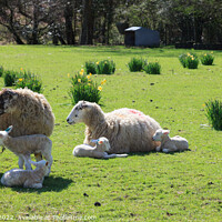 Buy canvas prints of Sheep and Lambs in Spring by Pearl Bucknall