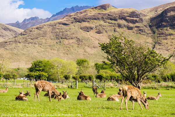 Red Deer on Isle of Arran Scotland Picture Board by Pearl Bucknall