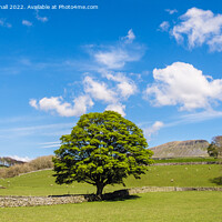 Buy canvas prints of English Countryside in Yorkshire Dales England by Pearl Bucknall