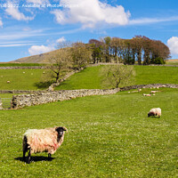 Buy canvas prints of Sheep in English Countryside in Yorkshire Dales by Pearl Bucknall