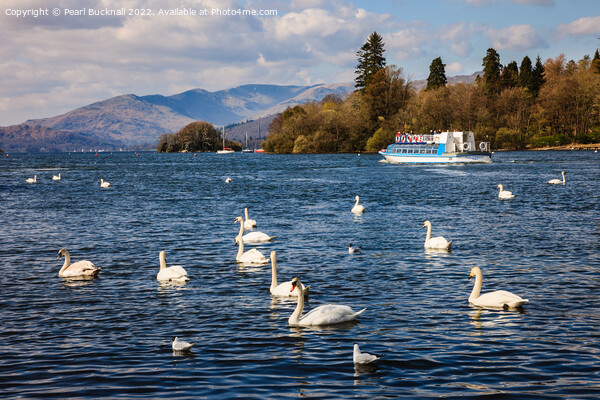 Swans on Lake Windermere Cumbria Picture Board by Pearl Bucknall