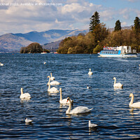 Buy canvas prints of Swans on Lake Windermere Cumbria by Pearl Bucknall