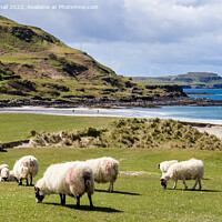 Buy canvas prints of Sheep on Machair Calgary Bay Isle of Mull Scotland by Pearl Bucknall