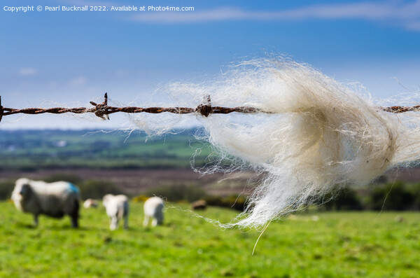 Sheep Wool on a Fence in Countryside Picture Board by Pearl Bucknall