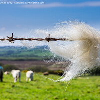 Buy canvas prints of Sheep Wool on a Fence in Countryside by Pearl Bucknall