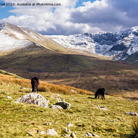 Buy canvas prints of Carneddau Ponies and Mountains Snowdonia Wales by Pearl Bucknall