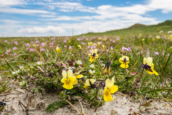 Machair Flowers North Uist Scotland Picture Board by Pearl Bucknall