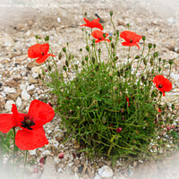 Buy canvas prints of Red Poppies Poppy Flowers by Pearl Bucknall