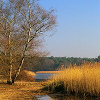 Buy canvas prints of Frensham Little Pond Farnham Surrey by Pearl Bucknall