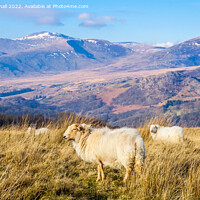 Buy canvas prints of Welsh Sheep and Mountains Snowdonia Wales by Pearl Bucknall