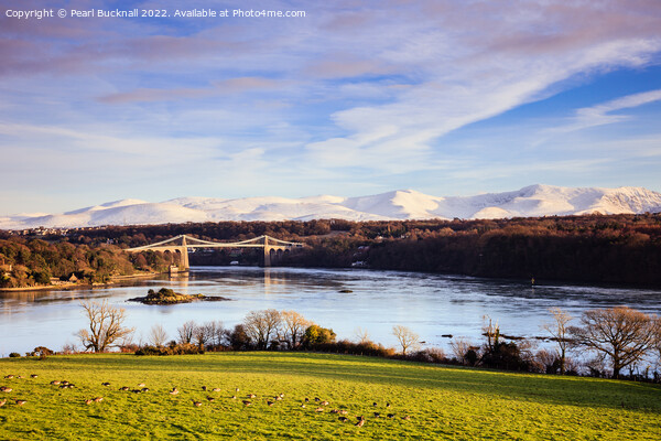Menai Strait and Suspension Bridge Anglesey Wales Picture Board by Pearl Bucknall