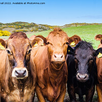 Buy canvas prints of Inquisitive  Cattle Farm Animals in Countryside by Pearl Bucknall