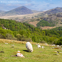 Buy canvas prints of Welsh Sheep Farming in Snowdonia Countryside by Pearl Bucknall