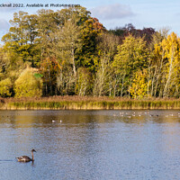Buy canvas prints of Hirsel Country Park lake Coldstream Borders by Pearl Bucknall