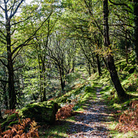 Buy canvas prints of A Woodland Path Wales by Pearl Bucknall