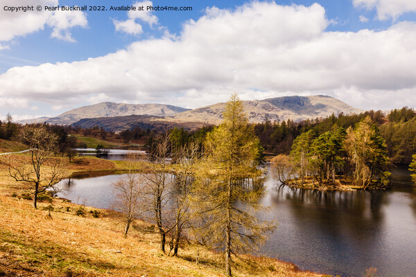 Tarn Hows Lake District Landscape Cumbria Picture Board by Pearl Bucknall
