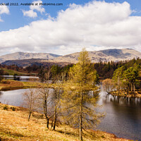 Buy canvas prints of Tarn Hows Lake District Landscape Cumbria by Pearl Bucknall