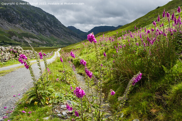 Summer Foxglove Flowers in Nant Ffrancon Valley Picture Board by Pearl Bucknall