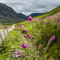 Buy canvas prints of Summer Foxglove Flowers in Nant Ffrancon Valley by Pearl Bucknall