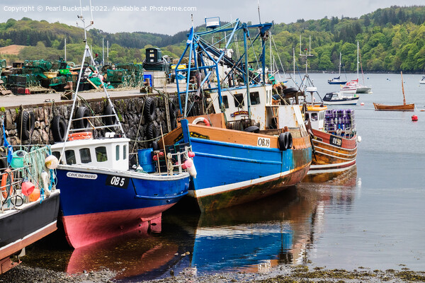 Fishing Boats in Tobermory Harbour Isle of Mull Picture Board by Pearl Bucknall