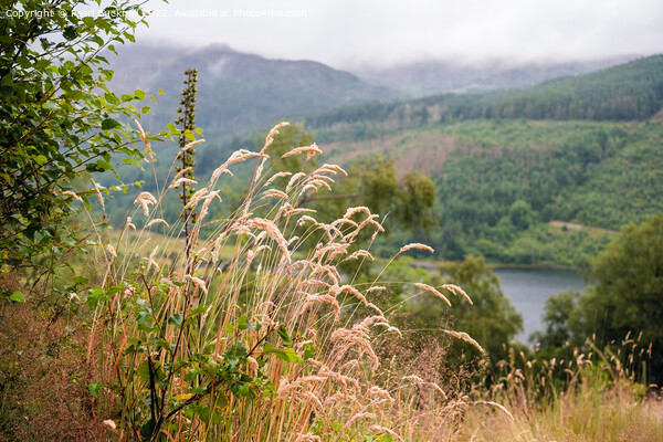 Grasses Above Llyn Crafnant Snowdonia Picture Board by Pearl Bucknall