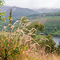 Buy canvas prints of Grasses Above Llyn Crafnant Snowdonia by Pearl Bucknall