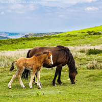 Buy canvas prints of Wild Welsh Mountain Ponies Carneddau Snowdonia by Pearl Bucknall