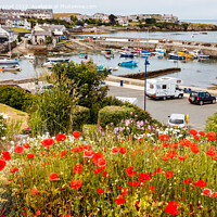 Buy canvas prints of Red Poppies at Cemaes Harbour by Pearl Bucknall