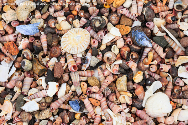 Sea Shells on a Seashore Picture Board by Pearl Bucknall
