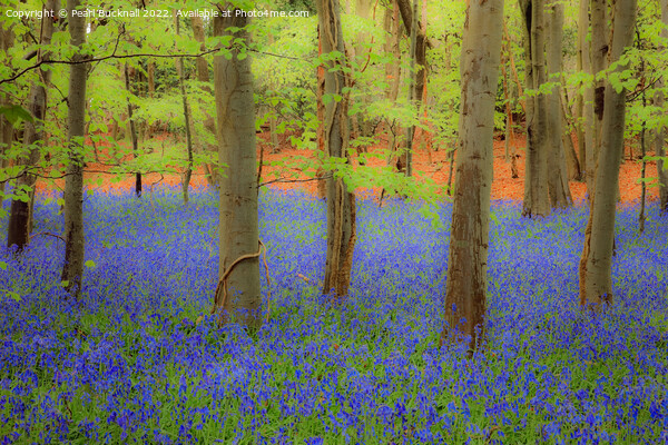 Dreamy English Bluebell Wood Picture Board by Pearl Bucknall
