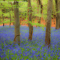 Buy canvas prints of Dreamy English Bluebell Wood by Pearl Bucknall
