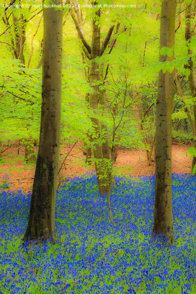 Dreamy Bluebell Wood Outdoor Nature Picture Board by Pearl Bucknall