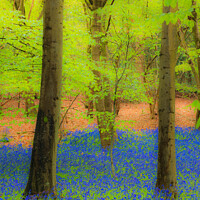 Buy canvas prints of Dreamy Bluebell Wood Outdoor Nature by Pearl Bucknall