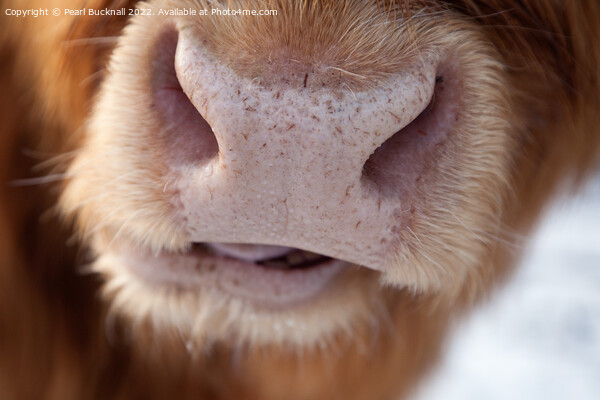 Highland Cow Nose Hairy Coo Picture Board by Pearl Bucknall