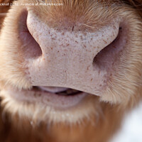 Buy canvas prints of Highland Cow Nose Hairy Coo by Pearl Bucknall