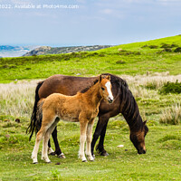 Buy canvas prints of Welsh Mountain pony or Carneddau Ponies Outdoors by Pearl Bucknall