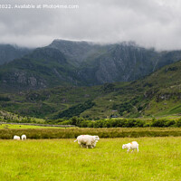Buy canvas prints of Sheep in Nant Ffrancon Valley in Snowdonia by Pearl Bucknall