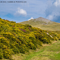 Buy canvas prints of The Gorse Lined Path to Gyrn in Snowdonia by Pearl Bucknall