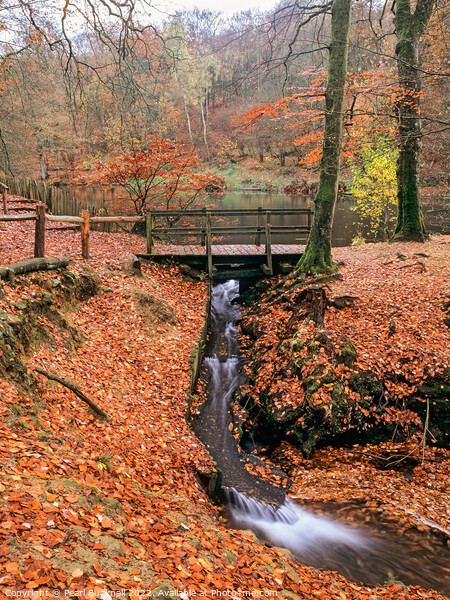 Waggoners Wells Woodland Waterfall Hampshire Picture Board by Pearl Bucknall