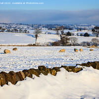 Buy canvas prints of Peak District Sheep in Snowy Landscape by Pearl Bucknall