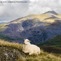 Buy canvas prints of A Welsh Sheep in Snowdonia Mountains by Pearl Bucknall