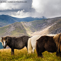 Buy canvas prints of Wild Ponies in Mountain Landscape on Moel Eilio Sn by Pearl Bucknall