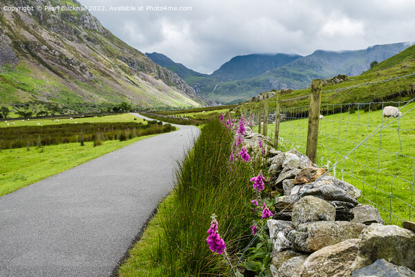 Nant Ffrancon Country Lane in Snowdonia Picture Board by Pearl Bucknall